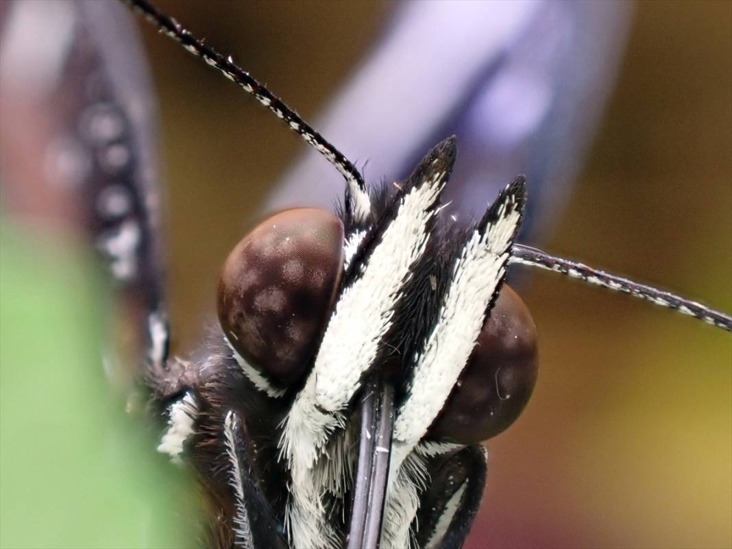 Konya’nın ünlü bahçesindeki detaylar tüyler ürpertti: İyi ki küçükler 5